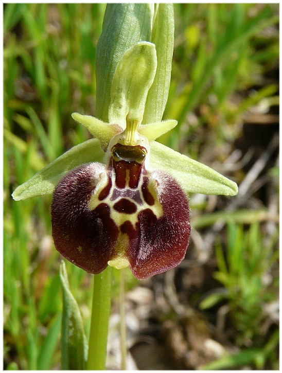 Ophrys parvimaculata